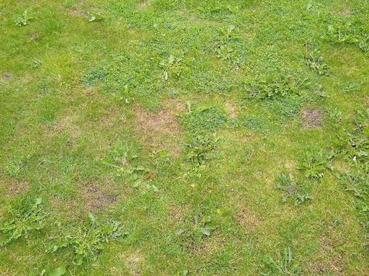 Weed Removal - before