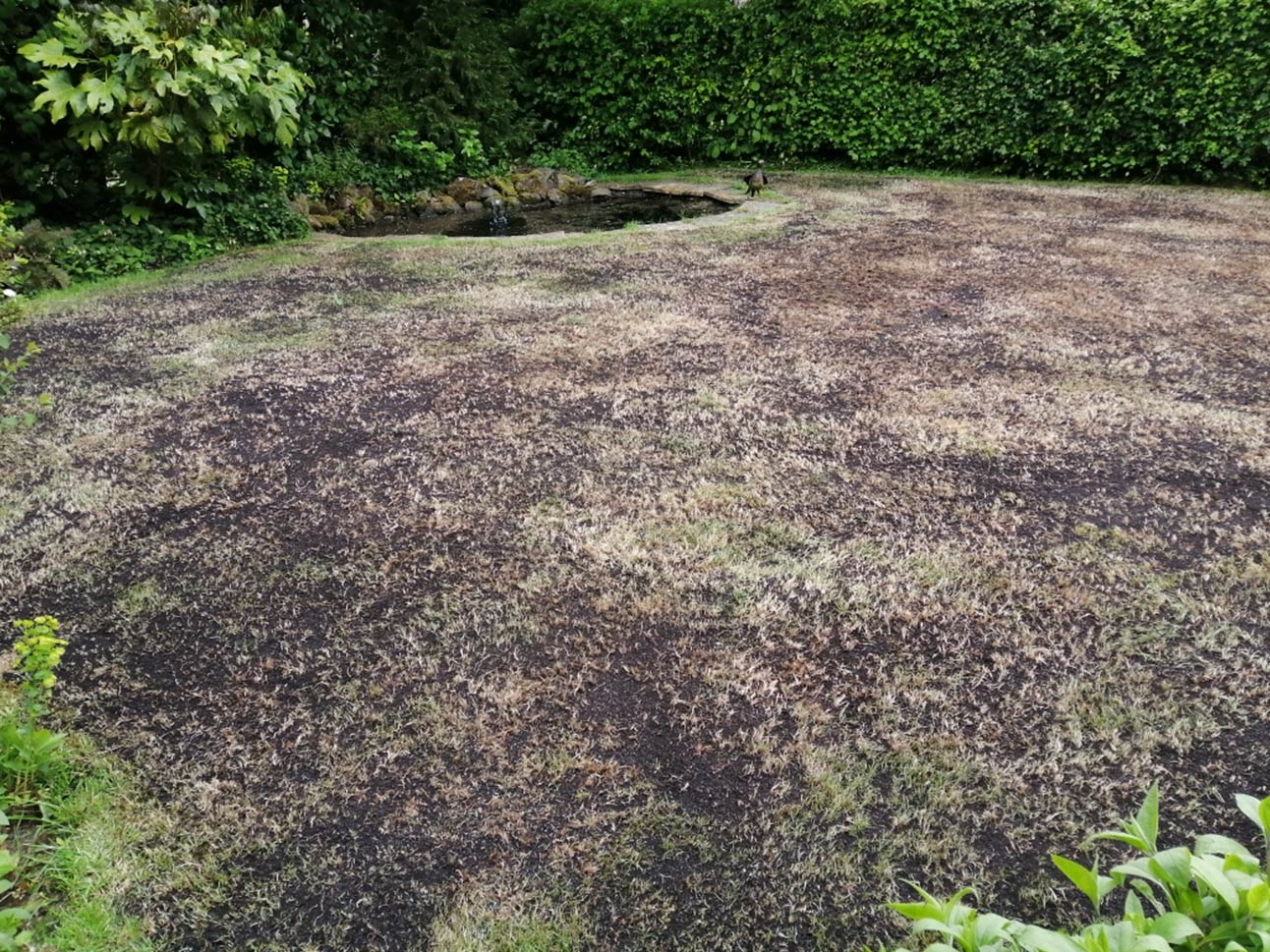 Lawn Restoration - Before